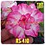 Rosa do Deserto Enxerto RS-410 - Imagem 1