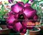 Rosa do Deserto Enxerto Attractive Roxa Tripla - Imagem 3