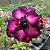 Rosa do Deserto Enxerto Attractive Roxa Tripla - Imagem 2