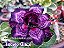 Rosa do Deserto Enxerto Indigo Glaze - Imagem 1