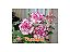 Rosa do Deserto Enxerto Carnation - Imagem 4
