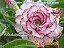 Rosa do Deserto Enxerto Carnation - Imagem 3
