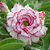 Rosa do Deserto Enxerto Carnation - Imagem 1
