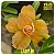 Rosa do Deserto Enxerto Ev-12 Lady Di - Imagem 1