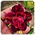 Rosa do Deserto Enxerto Lola - Imagem 1