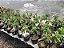 Rosa do Deserto Enxerto Tropical Love - Imagem 4
