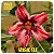 Rosa do Deserto Enxerto Magic Elf - Imagem 1