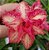 Rosa do Deserto Enxerto Cherry - Imagem 2