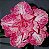 Rosa do Deserto Enxerto Cherry - Imagem 1