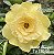 Rosa do Deserto Enxerto Bridal Bouquet Amarela - Imagem 3