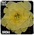 Rosa do Deserto Enxerto Bridal Bouquet Amarela - Imagem 4