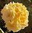 Rosa do Deserto Enxerto Bridal Bouquet Amarela - Imagem 5