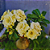 Rosa do Deserto Enxerto Bridal Bouquet Amarela - Imagem 2
