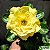 Rosa do Deserto Enxerto Bridal Bouquet Amarela - Imagem 1