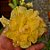 Rosa do Deserto Enxerto Golden Dragon Amarela - Imagem 1