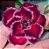 Rosa do Deserto Enxerto Siam Wonder - Imagem 1