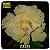 Rosa do Deserto Enxerto GF-151 - Imagem 1