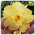 Rosa do Deserto Enxerto GF-133 Amarela Dobrada - Imagem 1