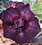 Rosa do Deserto Enxerto EV-06 Cabernet - Imagem 2