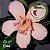 Rosa do Deserto Enxerto EV-57 Coral - Imagem 2