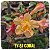 Rosa do Deserto Enxerto EV-57 Coral - Imagem 1