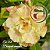 Rosa do Deserto Enxerto Bouquet Amarela EV-118 - Imagem 1