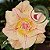 Rosa do Deserto Enxerto EV-106 - Imagem 1