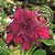 Rosa do Deserto Enxerto EV-166 - Imagem 1