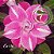 Rosa do Deserto Enxerto EV-136 - Imagem 1
