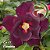 Rosa do Deserto Enxerto Carmenere EV-01 - Imagem 1