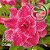 Rosa do Deserto Enxerto Renda EV-150 - Imagem 1