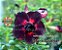 Rosa do Deserto Enxerto Black Rabbit - Imagem 2