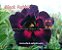 Rosa do Deserto Enxerto Black Rabbit - Imagem 3