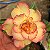 Rosa do Deserto Enxerto Coral Angel - Imagem 2