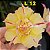 Rosa do Deserto Enxerto L-12 - Imagem 1