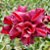 Rosa do Deserto Enxerto TS-301 - Imagem 1