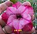 Rosa do Deserto Enxerto TS-180 - Imagem 1