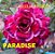 Rosa do Deserto Enxerto Paradise - Imagem 1