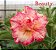 Rosa do Deserto Enxerto Beauty - Imagem 2