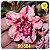 Rosa do Deserto Enxerto RC-504 - Imagem 1