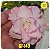 Rosa do Deserto Enxerto GF-149 - Imagem 1