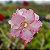 Rosa do Deserto Enxerto GF-149 - Imagem 1