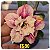 Rosa do Deserto Enxerto TS-90 - Imagem 1