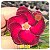 Rosa do Deserto Enxerto GF-131 - Imagem 1