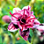 Rosa do Deserto Enxerto Aegean Sea - Imagem 1