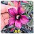 Rosa do Deserto Enxerto LM-37 - Imagem 1