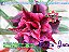 Rosa do Deserto Enxerto Black Jack - Imagem 3