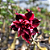 Rosa do Deserto Enxerto Black Jack - Imagem 2