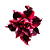 Rosa do Deserto Enxerto Black Jack - Imagem 1