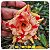 Rosa do Deserto Enxerto Butterfly Dream - Imagem 3
